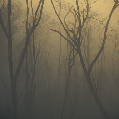 The Skeleton Of The Forest