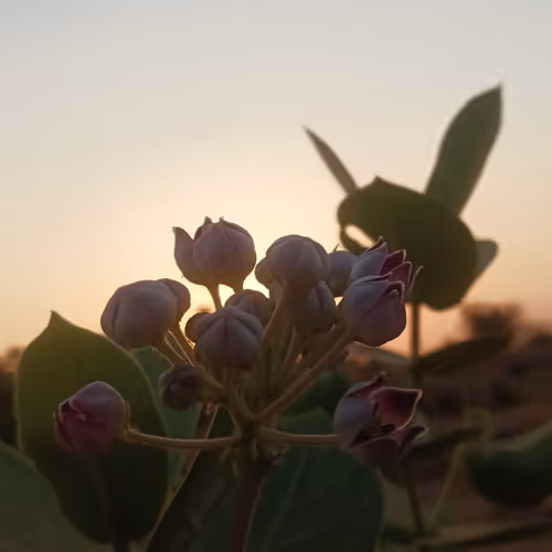 jpeg by iqrNFT #78