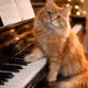 themusiciab 