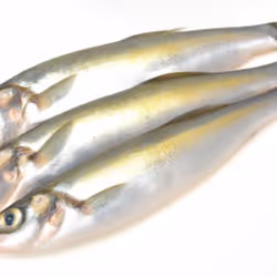 專案媒體佔位符