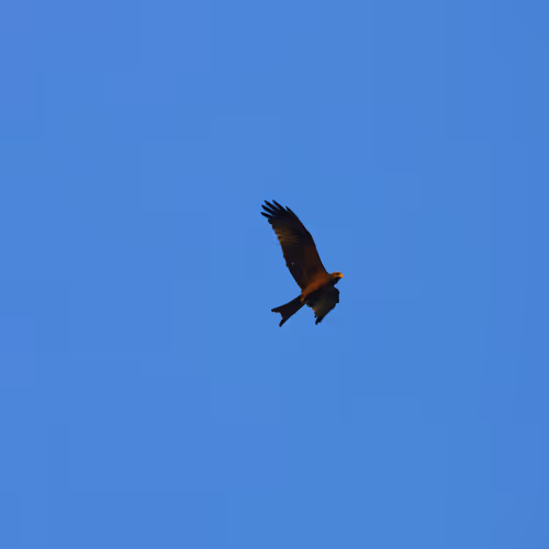 Free Flight 3