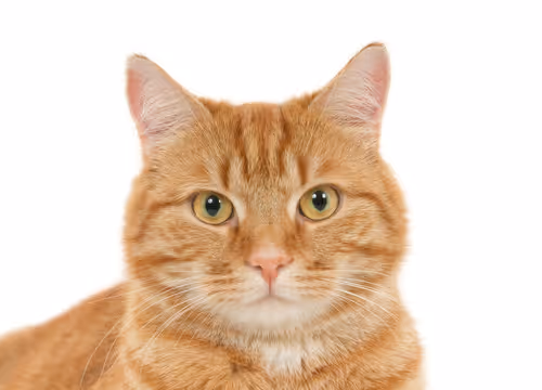 Cat ginger