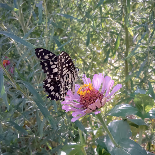Lime Butterfly On Zinnia