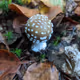 babu mushroom
