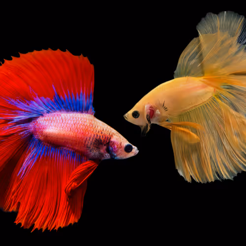 Colors of Betta (DT & YH)