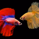 Colors of Betta (DT & YH)