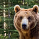 Bear Head