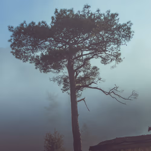 Misty Day #143