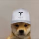Dogwifhat