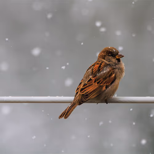 Winters Watcher