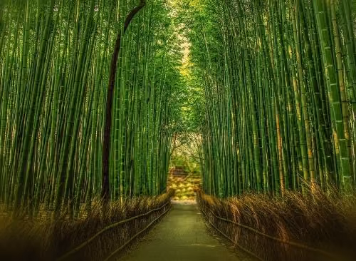 bamboo-thumb-700x366
