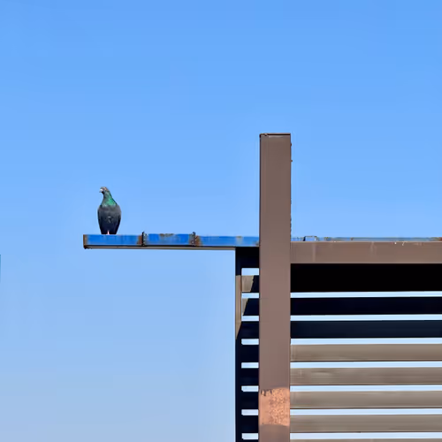 Rodeo Posts 2582