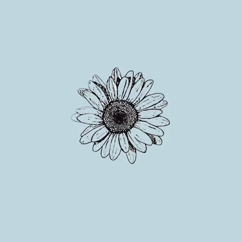 chamomile 3