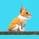 Pixel my Cat