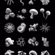 abyssal morphology