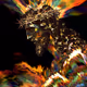 Divine Light