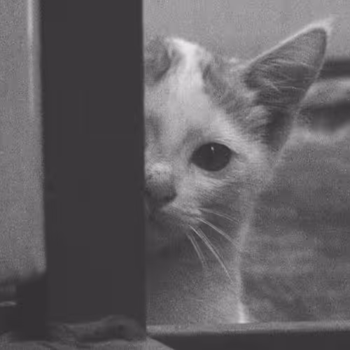 I'm meow