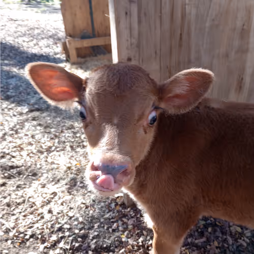 Funny Baby Cow