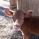 Funny Baby Cow