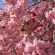 Blossoms for Beltane