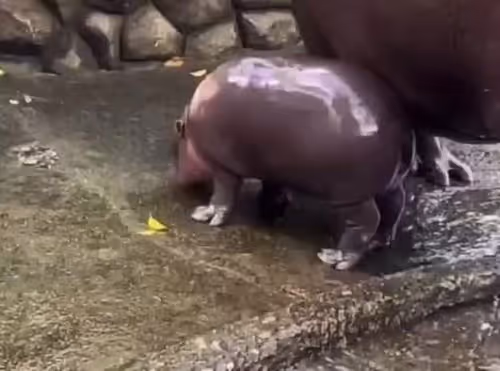 Moodeng attack | Drakula.app