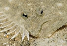 Flounders 7