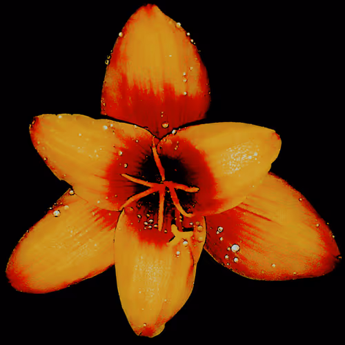 Rain Lily DM9