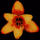 Rain Lily DM9