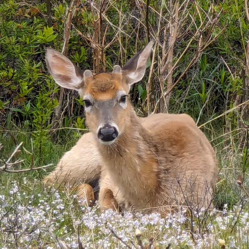 Outrageously Based Cat