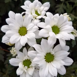 White Serenity