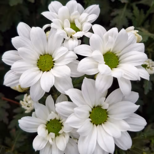 White Serenity