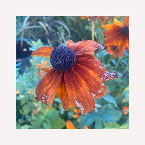 Autumn flwr$
