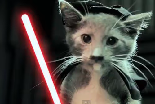 The cat