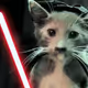 The cat