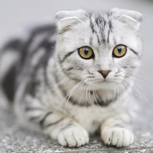 meow