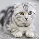 meow