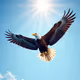 Freedom’s Apex