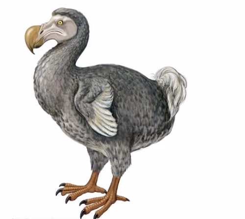 Bird 268