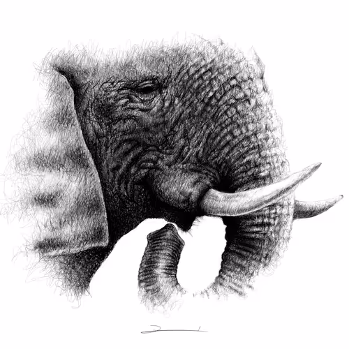 Wildlife In Ink