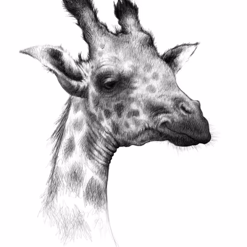 Wildlife In Ink