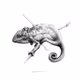 Wildlife in Ink