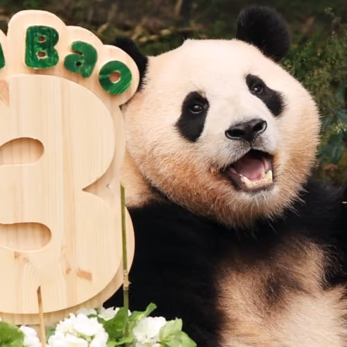FuBao #1