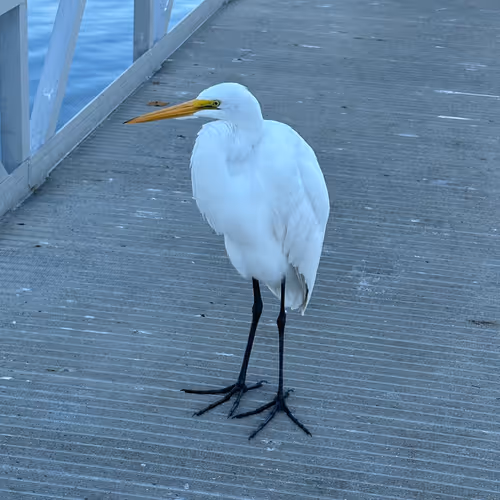 Mr Bird 5