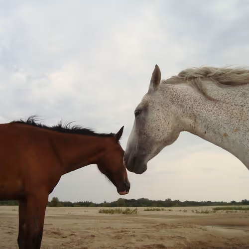 horse kiss