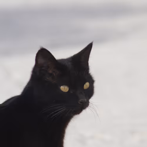 Emerald Eyes