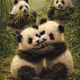 Adorable Panda Cubs