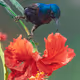 Birds Of India (Base)