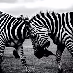 Zebra 8/50