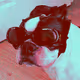 Doggle