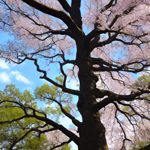 magic tree #109